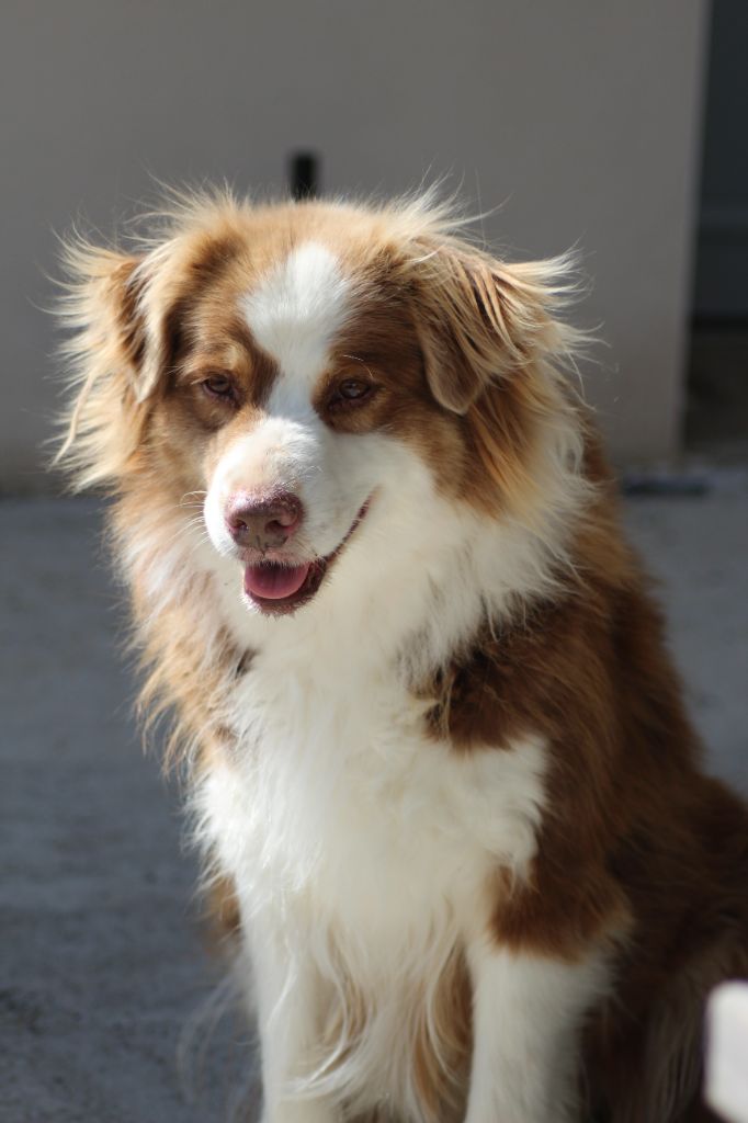 Punky de la Croix d'Atal