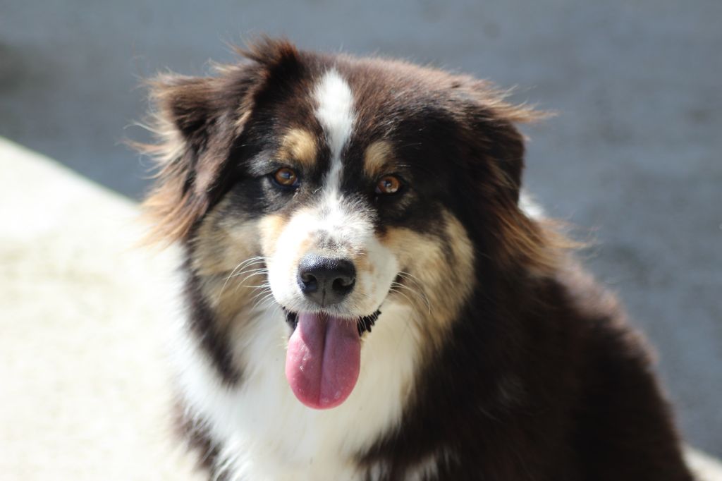 Sunny Du Bocage Blanc