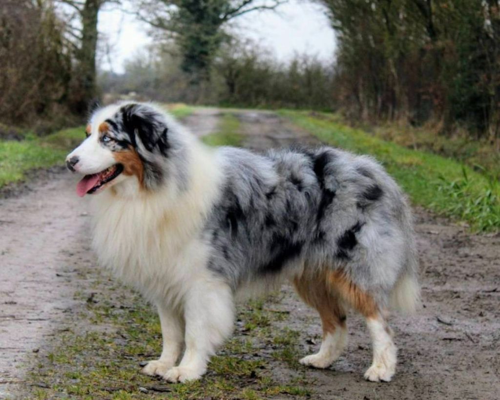 Shadow (Sans Affixe)