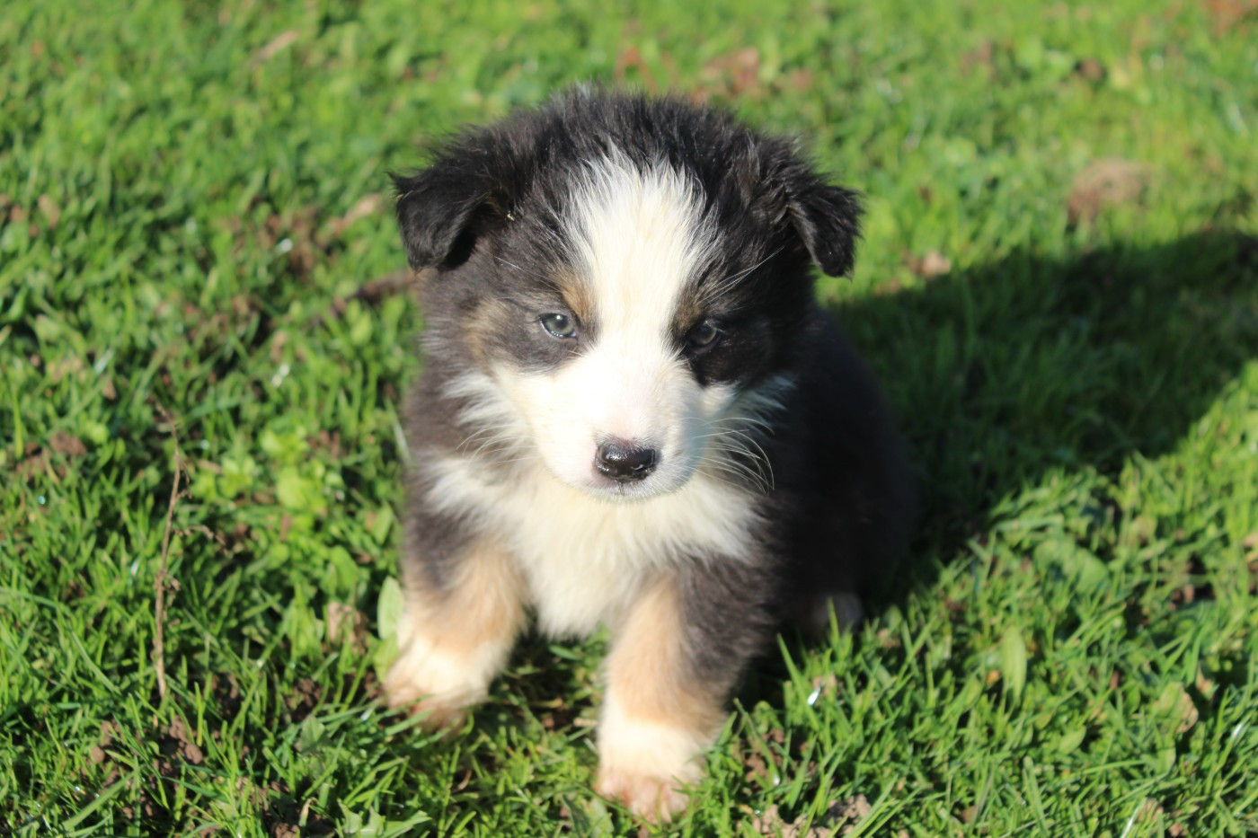 Du Bocage Blanc - Chiots disponibles - Berger Australien