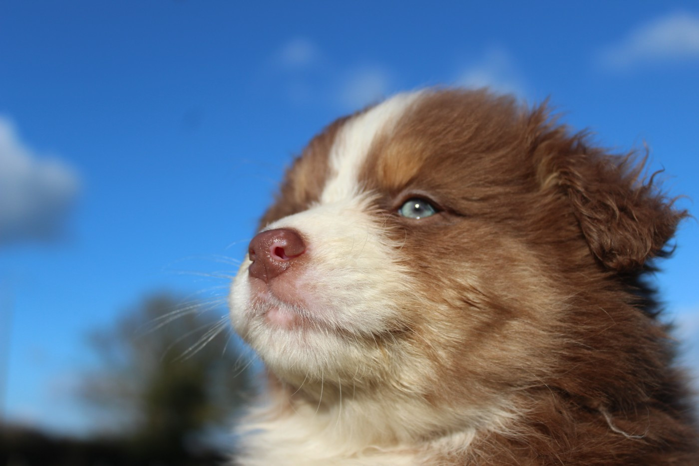 Du Bocage Blanc - Chiots disponibles - Berger Australien