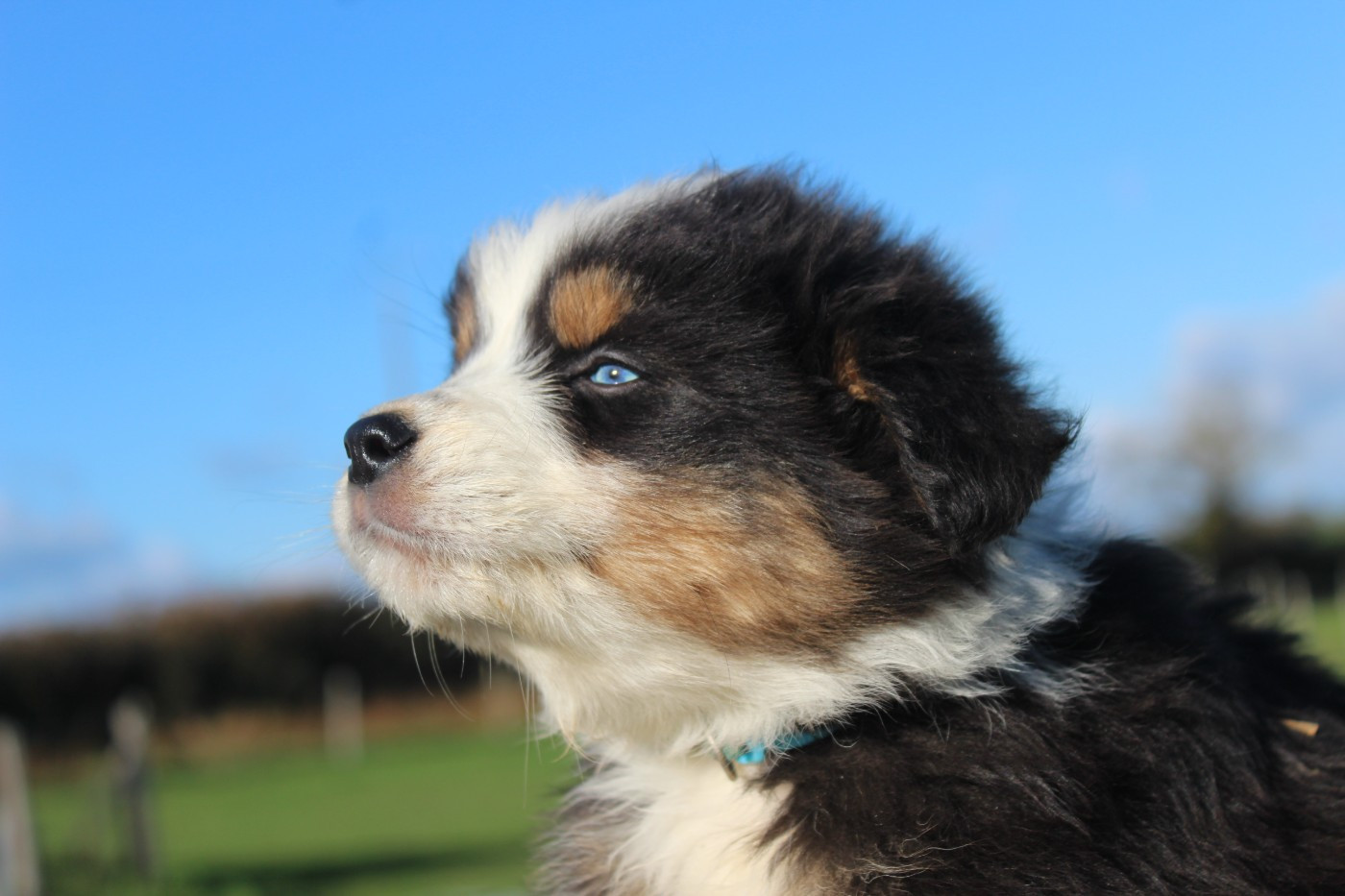 Du Bocage Blanc - Berger Australien - Portée née le 05/10/2025