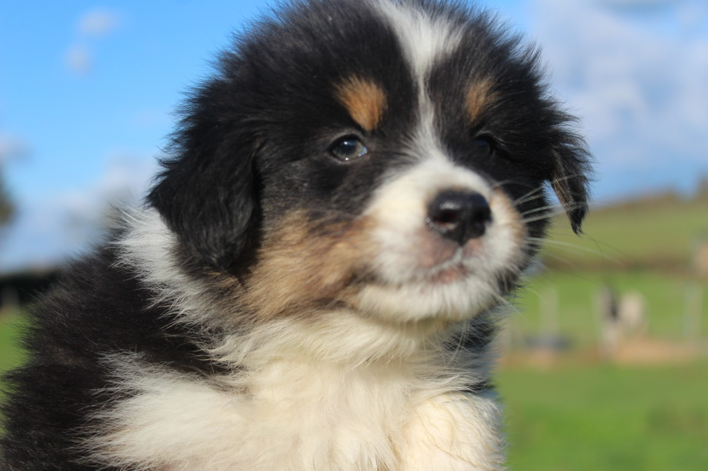 Du Bocage Blanc - Chiots disponibles - Berger Australien
