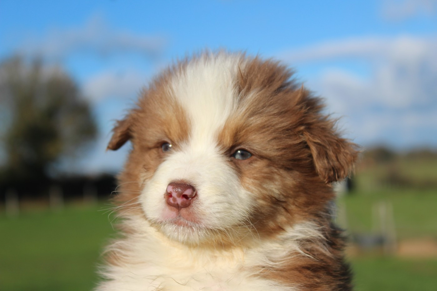 Du Bocage Blanc - Chiots disponibles - Berger Australien