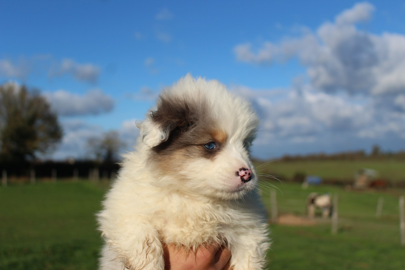 Du Bocage Blanc - Chiots disponibles - Berger Australien