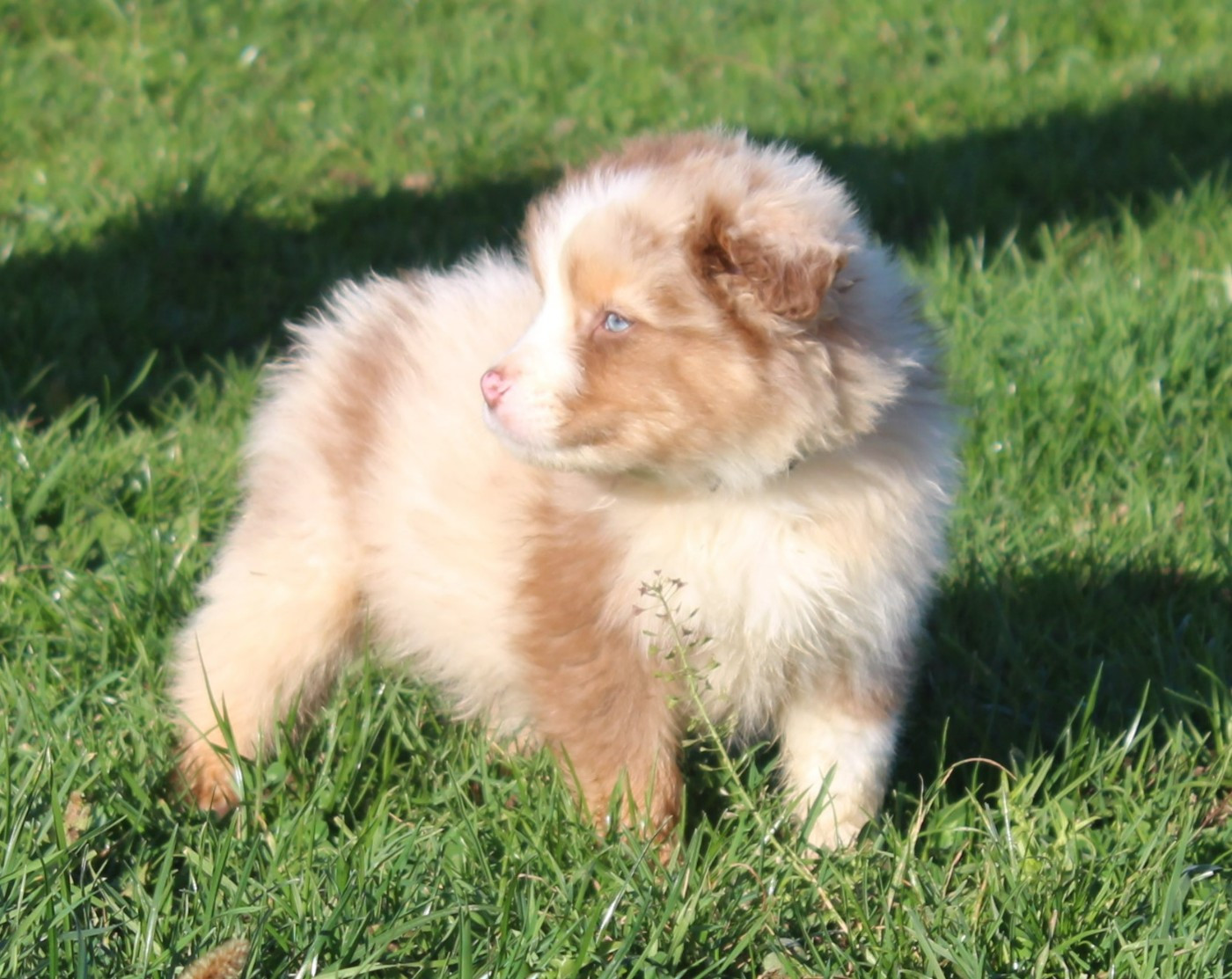 Du Bocage Blanc - Chiots disponibles - Berger Australien