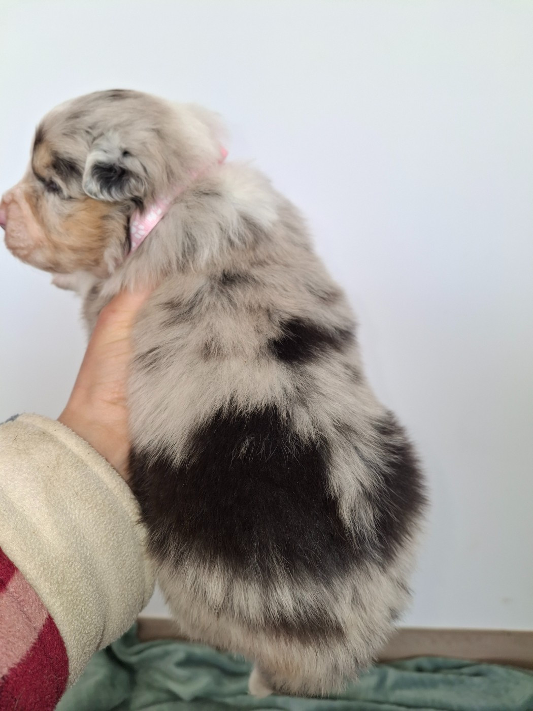 Du Bocage Blanc - Chiots disponibles - Berger Australien