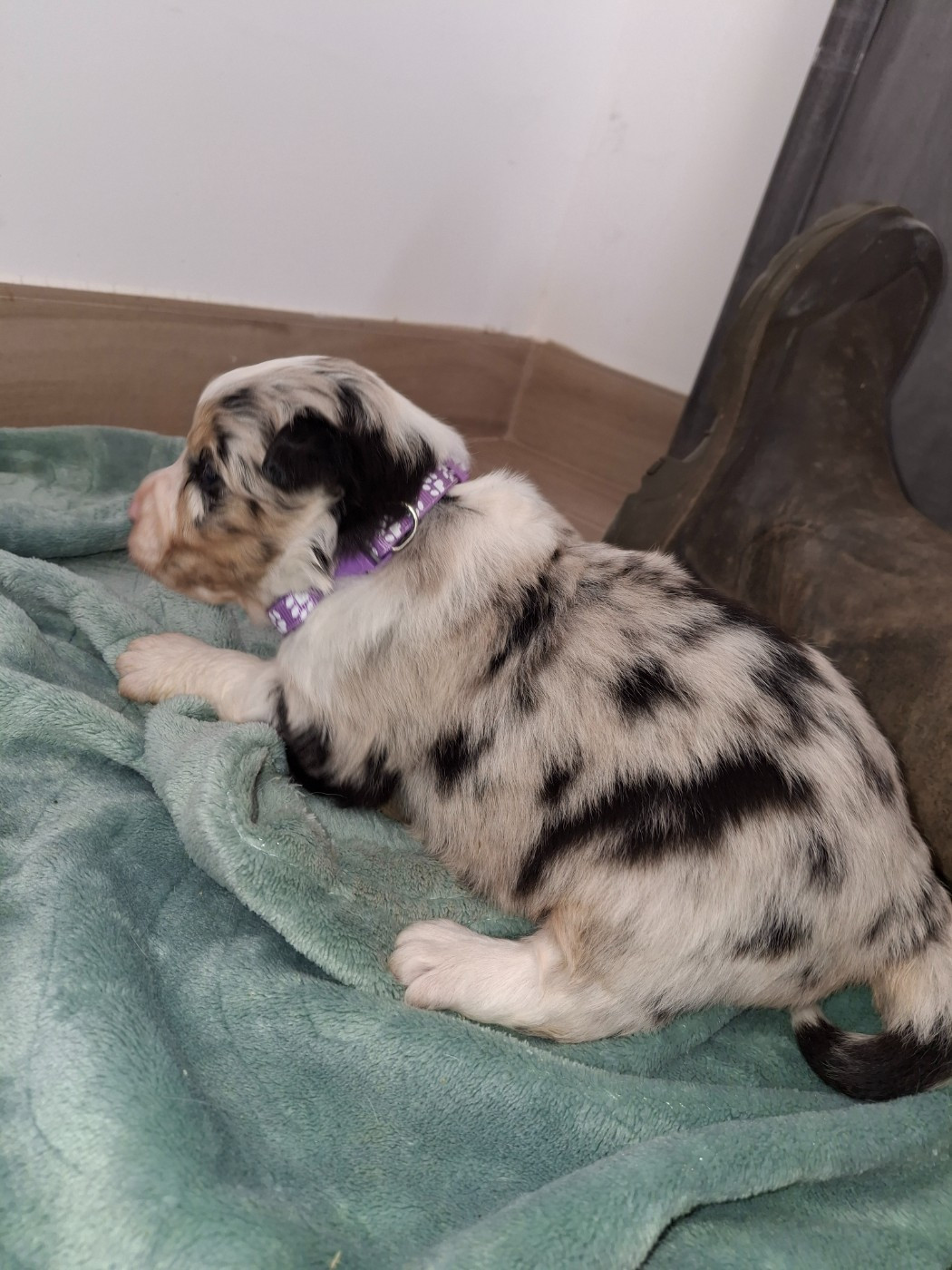 Du Bocage Blanc - Chiots disponibles - Berger Australien