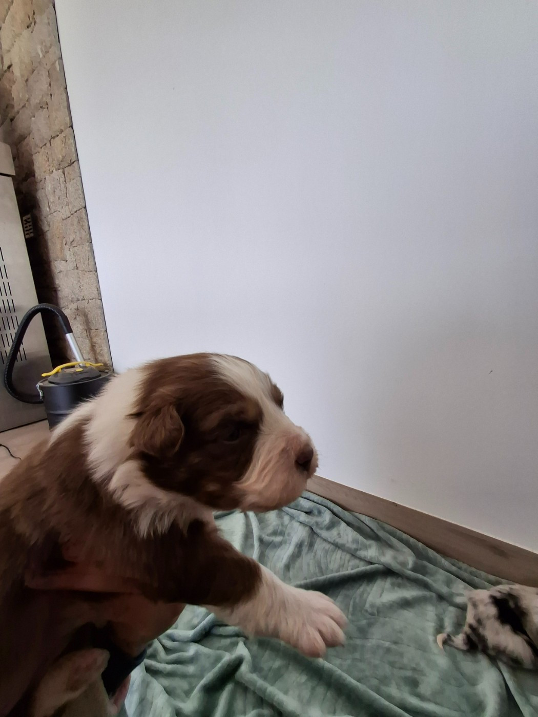 Du Bocage Blanc - Chiots disponibles - Berger Australien