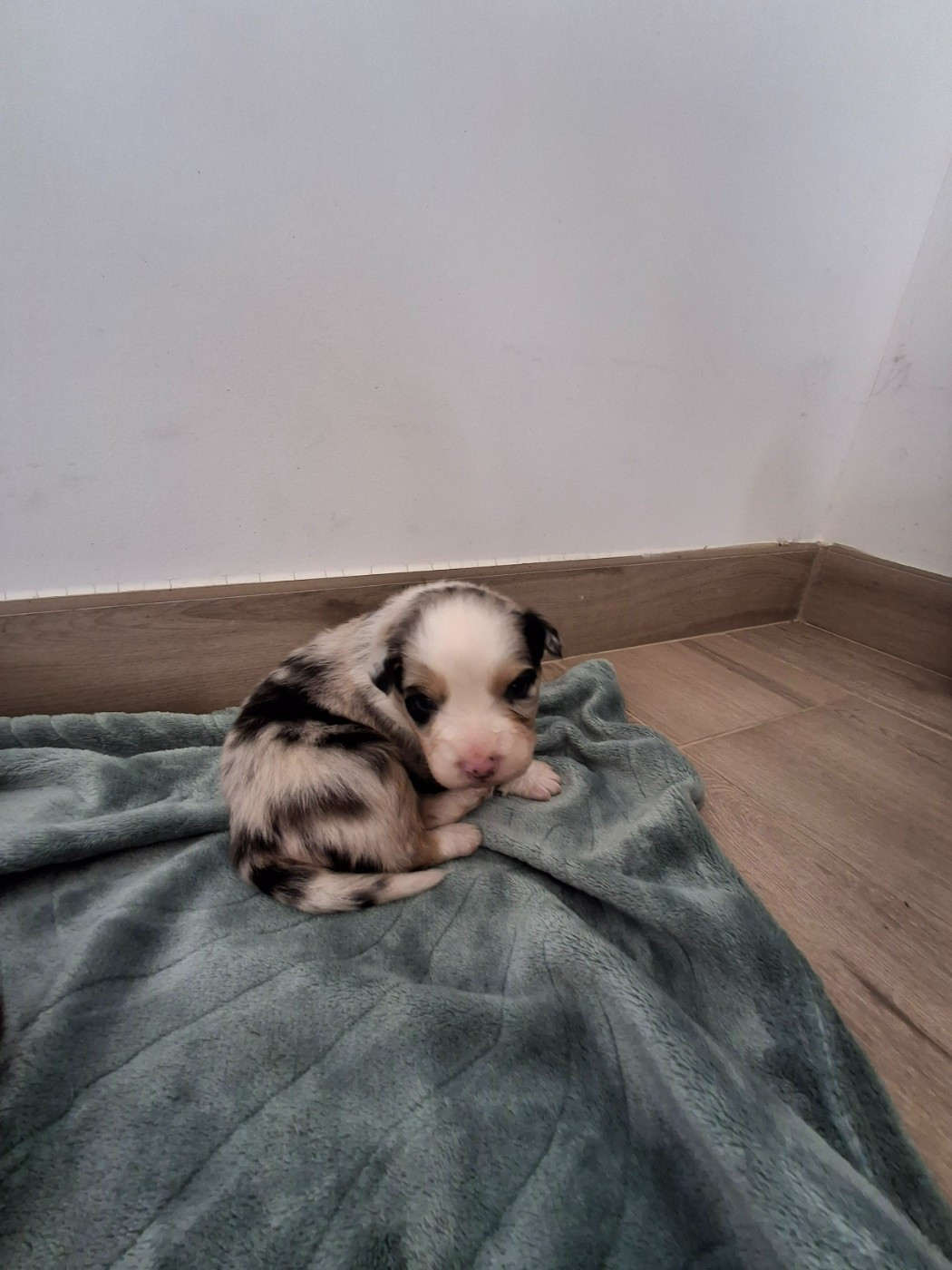 Du Bocage Blanc - Chiots disponibles - Berger Australien