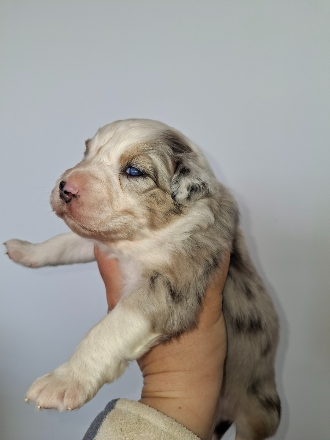 Du Bocage Blanc - Chiots disponibles - Berger Australien
