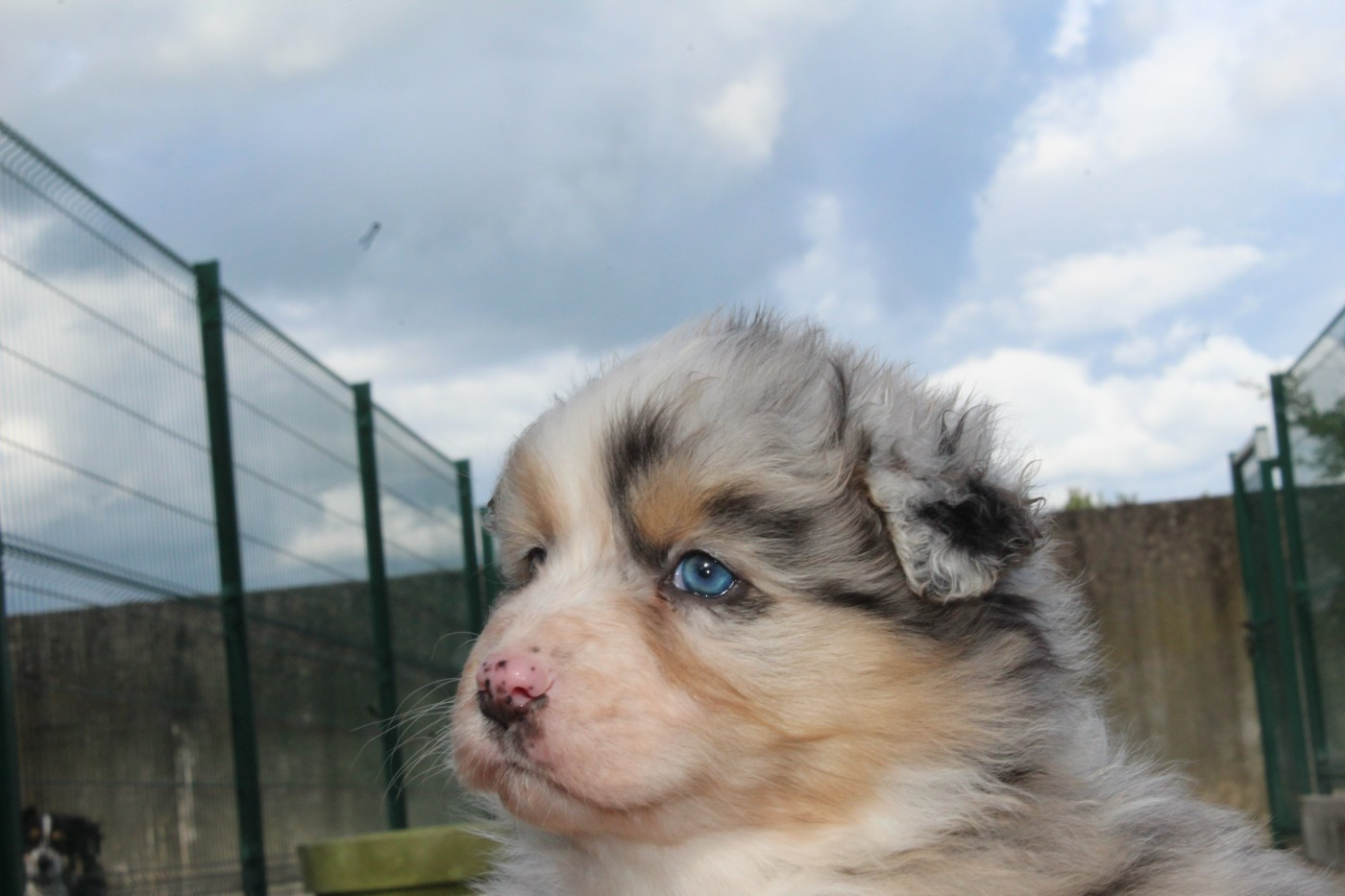 Du Bocage Blanc - Chiots disponibles - Berger Australien