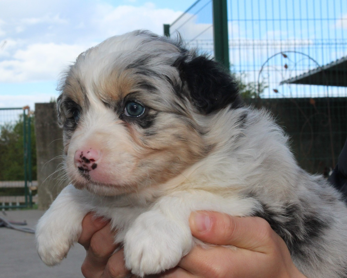 Du Bocage Blanc - Chiots disponibles - Berger Australien