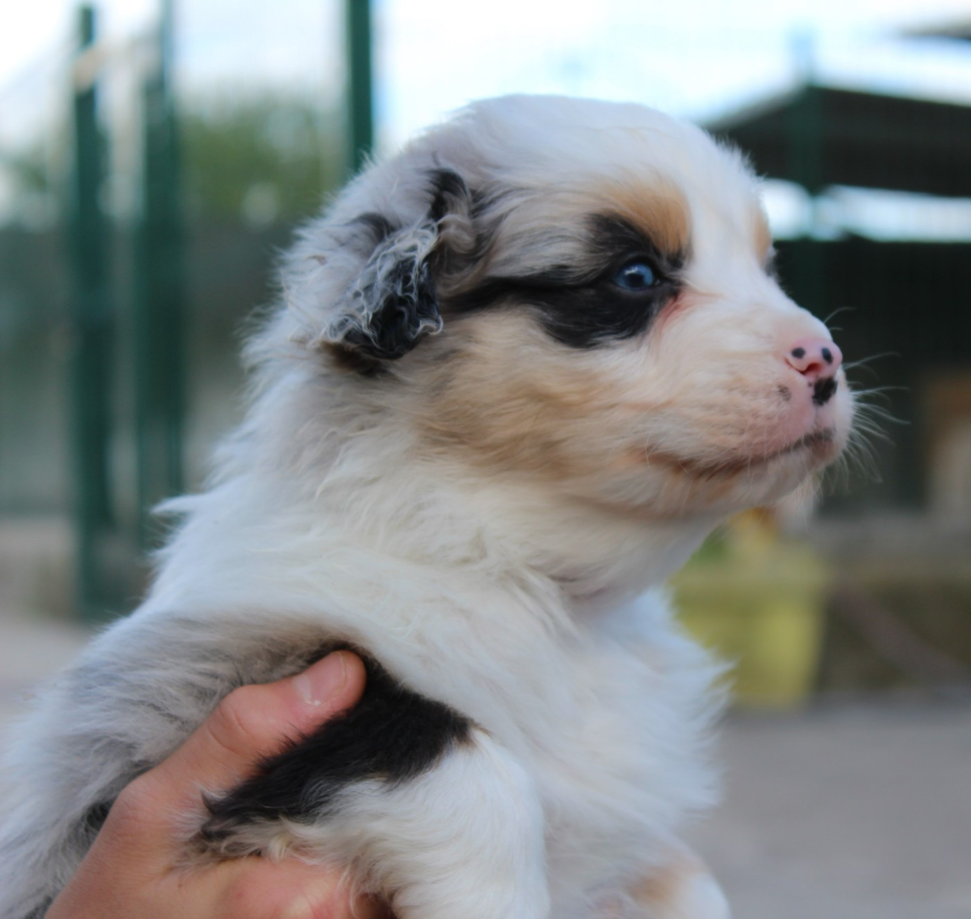 Du Bocage Blanc - Chiots disponibles - Berger Australien