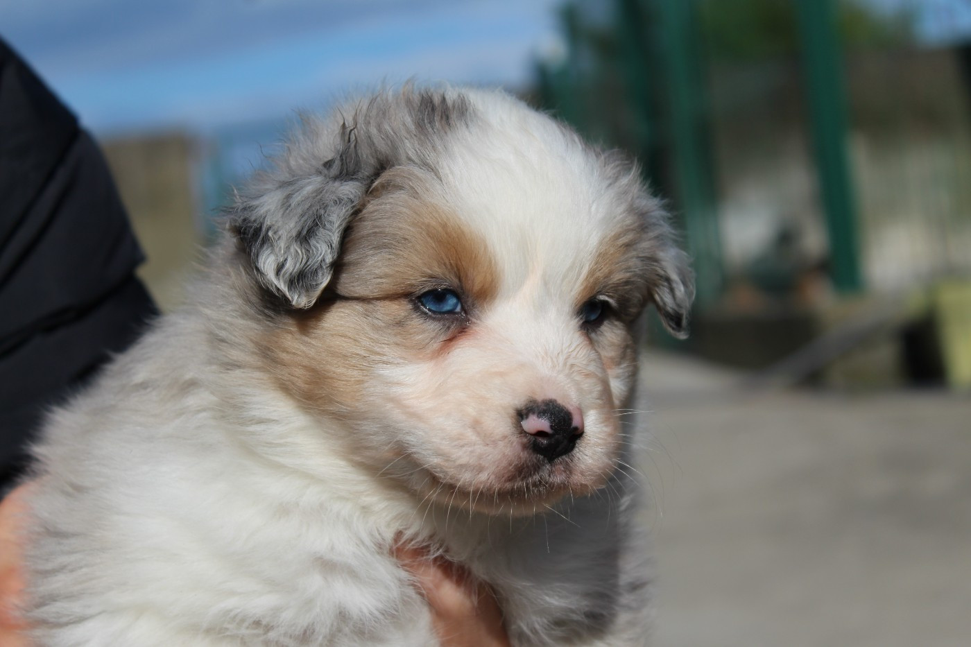 Du Bocage Blanc - Chiots disponibles - Berger Australien