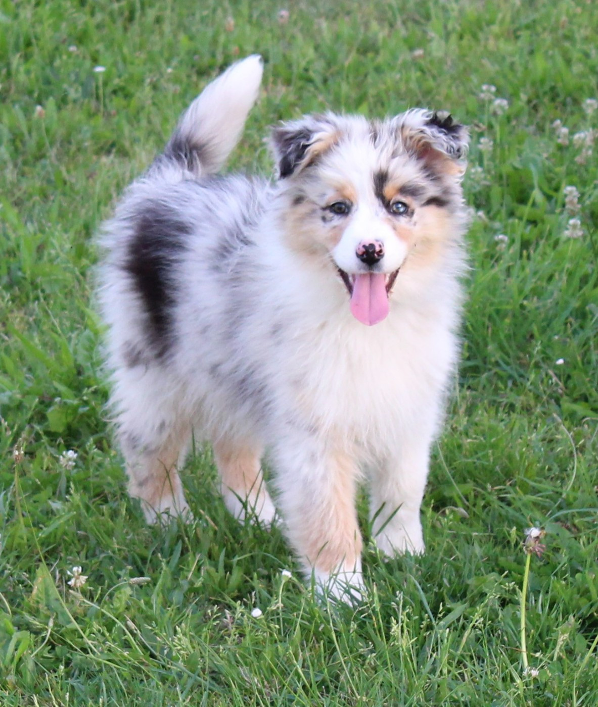 Du Bocage Blanc - Chiots disponibles - Berger Australien