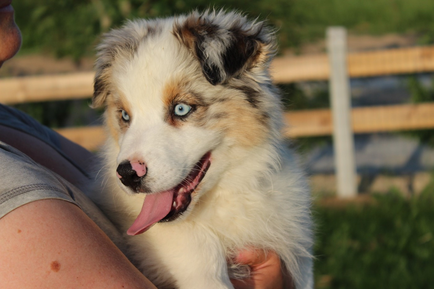 Du Bocage Blanc - Chiots disponibles - Berger Australien