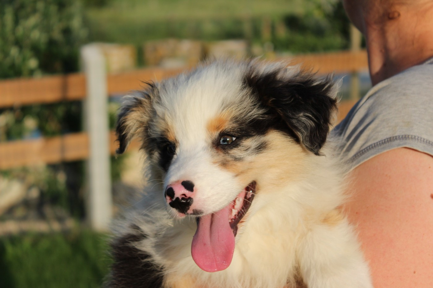Du Bocage Blanc - Chiots disponibles - Berger Australien