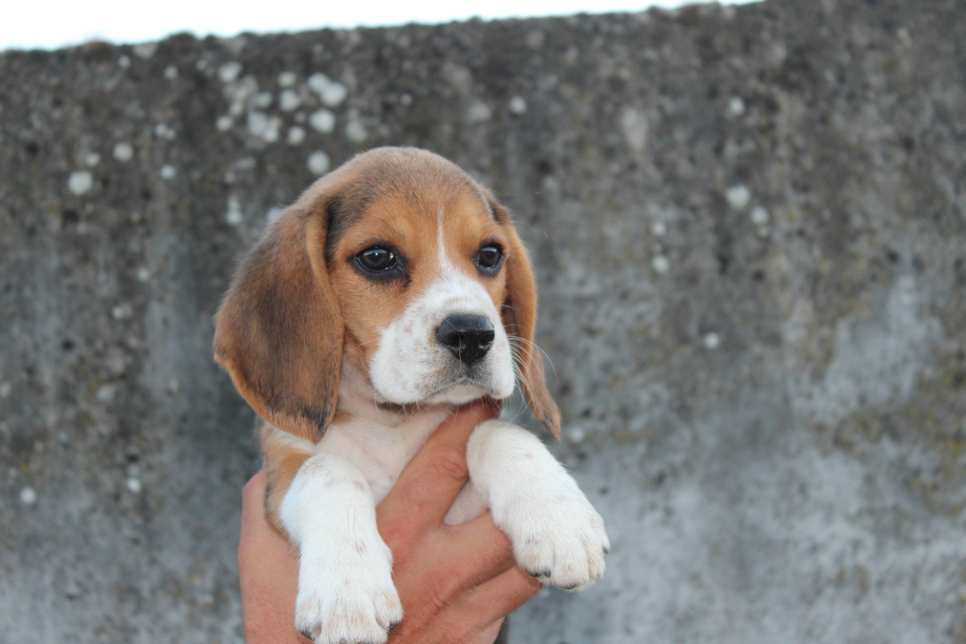 Du Bocage Blanc - Beagle - Portée née le 27/04/2026