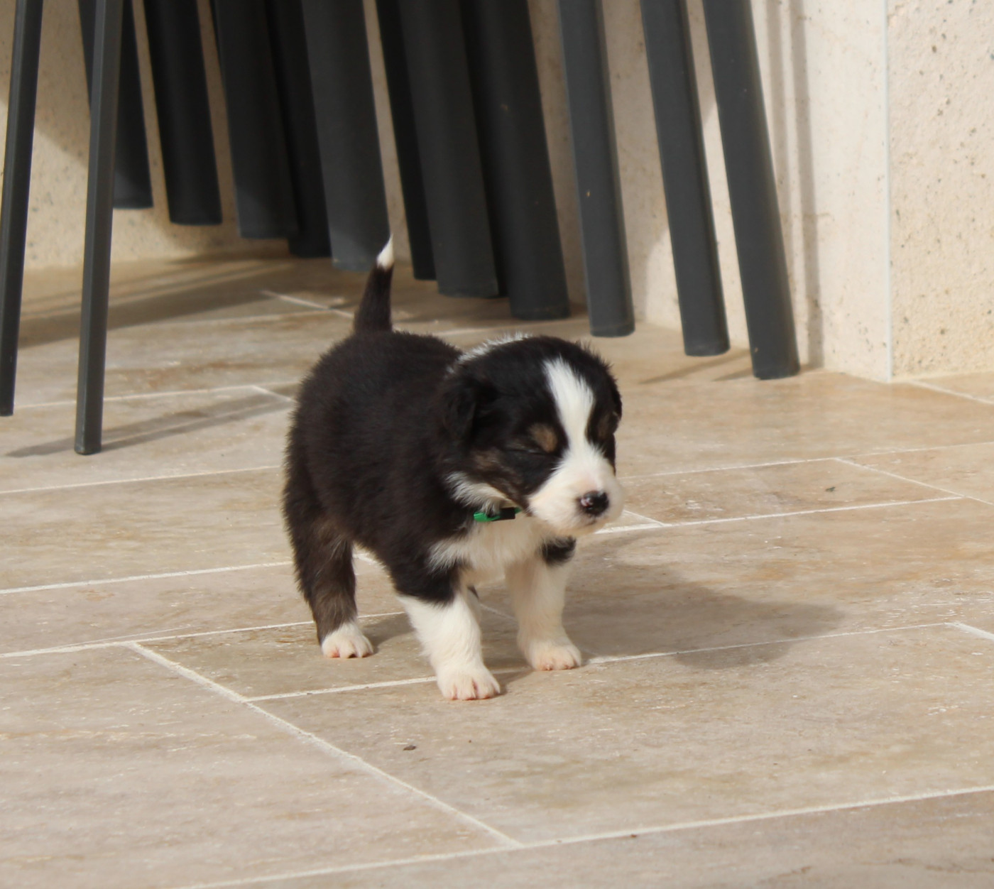 Du Bocage Blanc - Chiots disponibles - Berger Australien