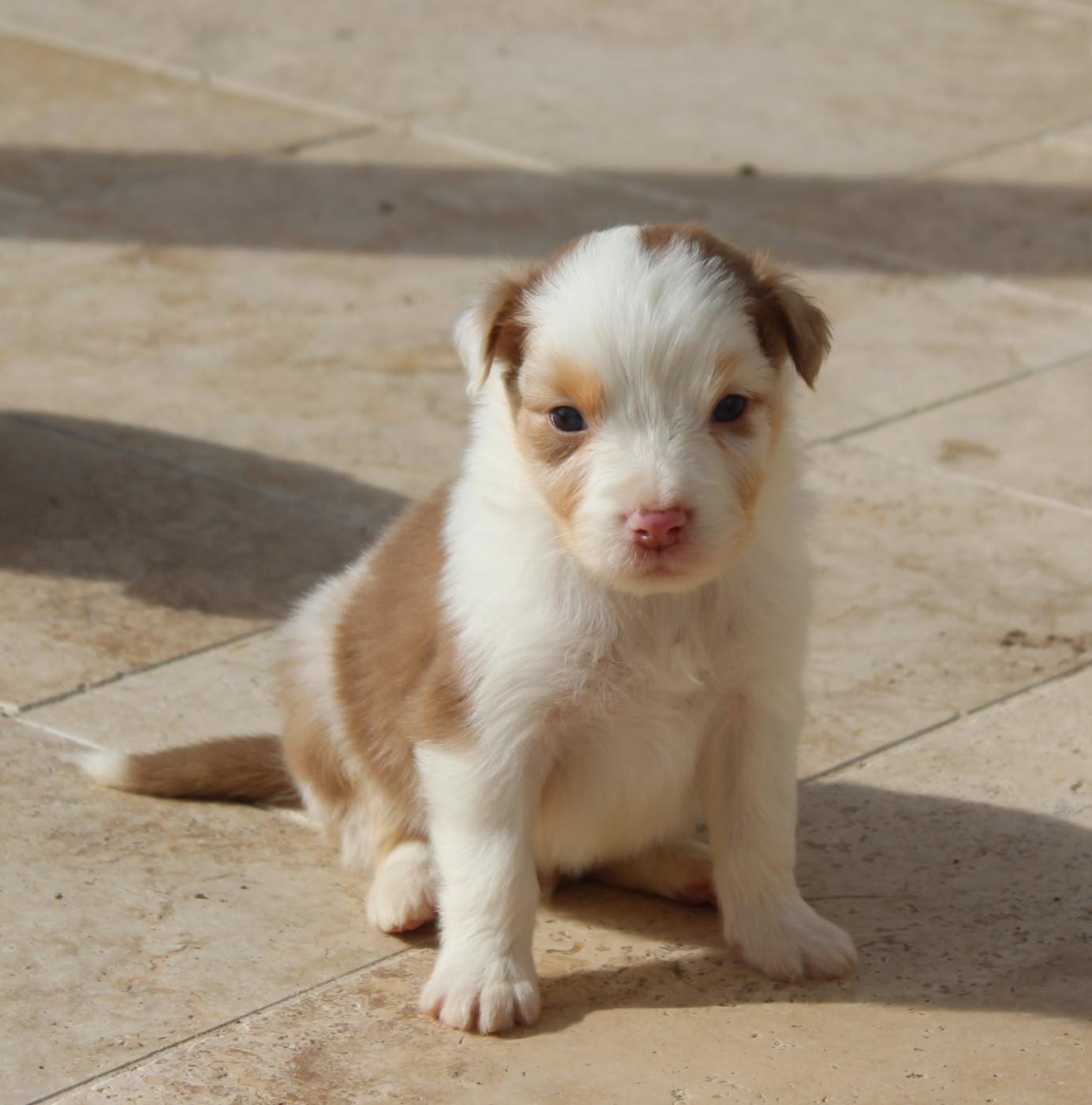 Du Bocage Blanc - Chiots disponibles - Berger Australien