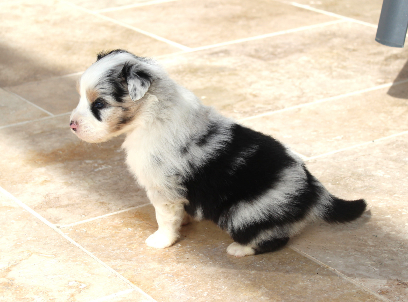 Du Bocage Blanc - Chiots disponibles - Berger Australien