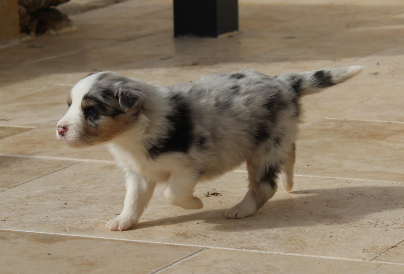 Du Bocage Blanc - Chiots disponibles - Berger Australien