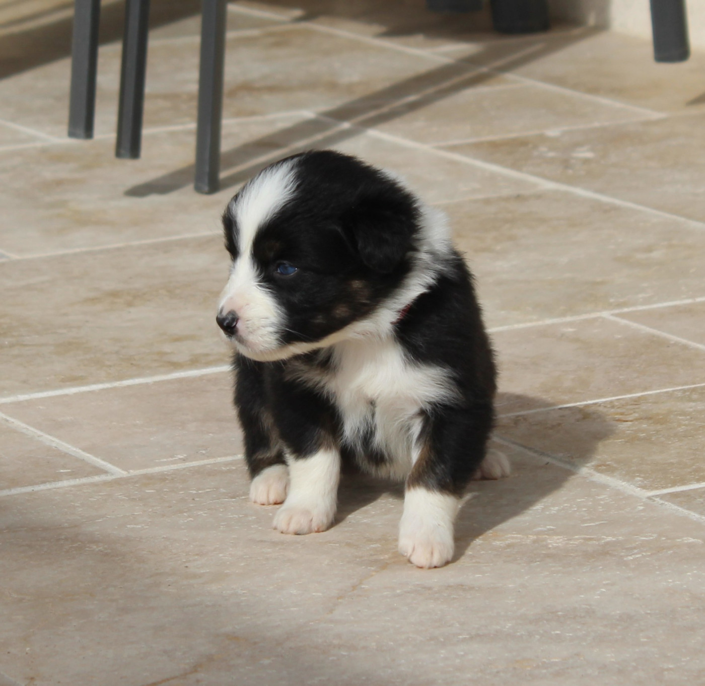 Du Bocage Blanc - Chiots disponibles - Berger Australien