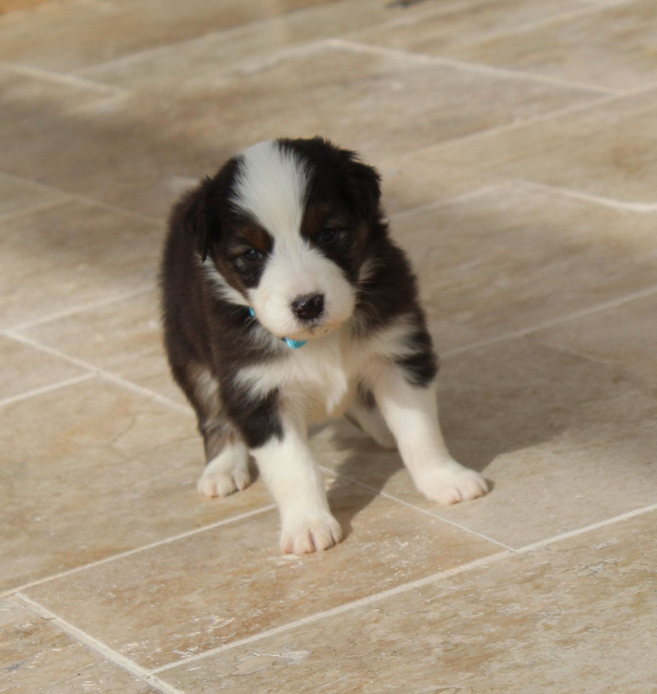 Du Bocage Blanc - Chiots disponibles - Berger Australien