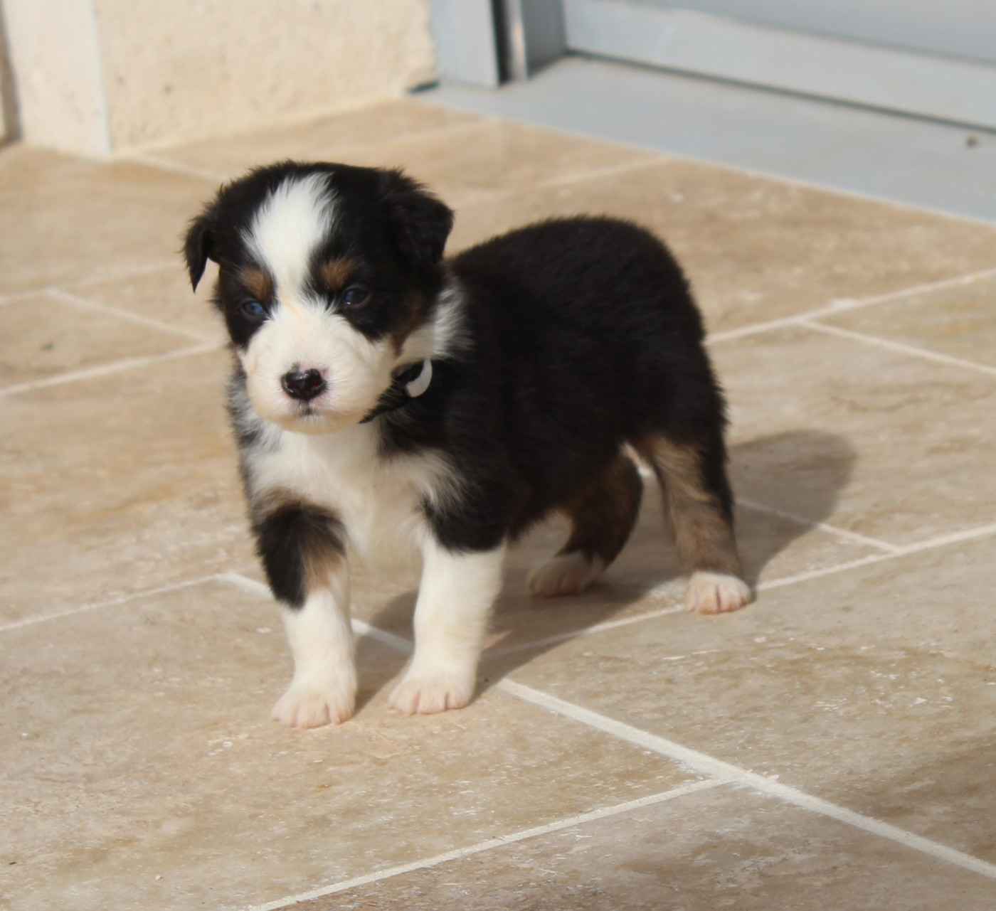 Du Bocage Blanc - Chiots disponibles - Berger Australien
