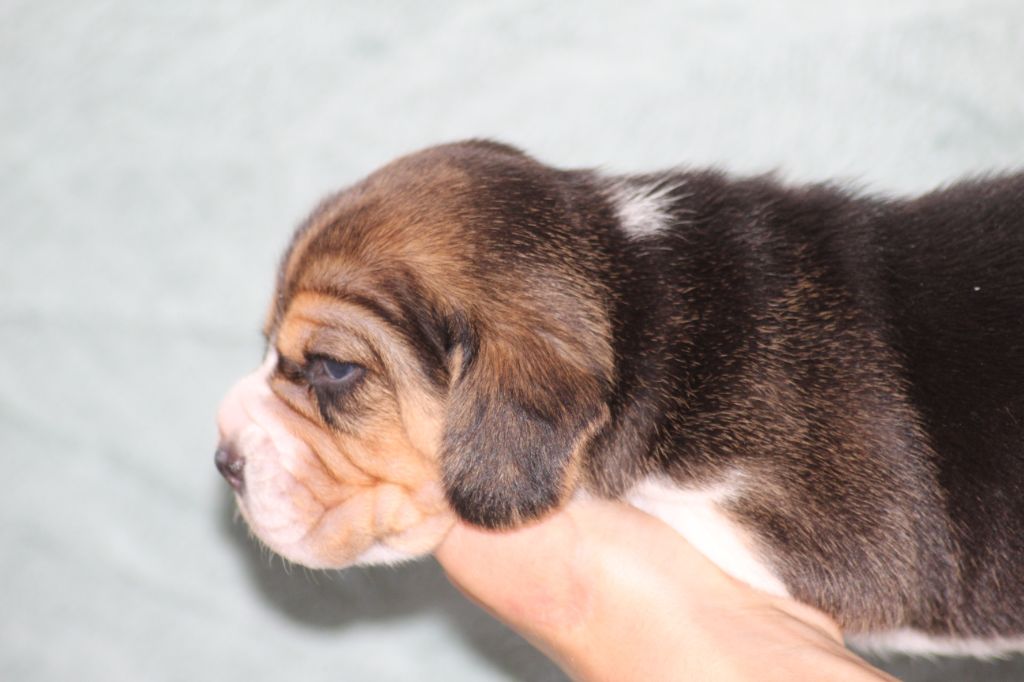 Du Bocage Blanc - Chiots disponibles - Beagle